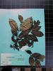 Herbarium sample